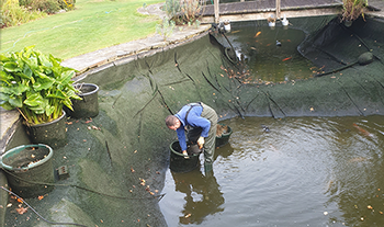 Pond and Koi Specialists in East Sussex pond cleans