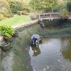 Pond & Koi Specialists in East Sussex pond cleans