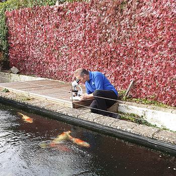 Pond & Koi Specialists in East Sussex koi and pond health checks