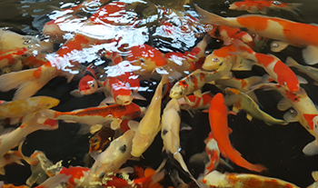Pond and Koi Specialists in East Sussex fish transportation