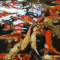 Pond & Koi Specialists in East Sussex fish transportation